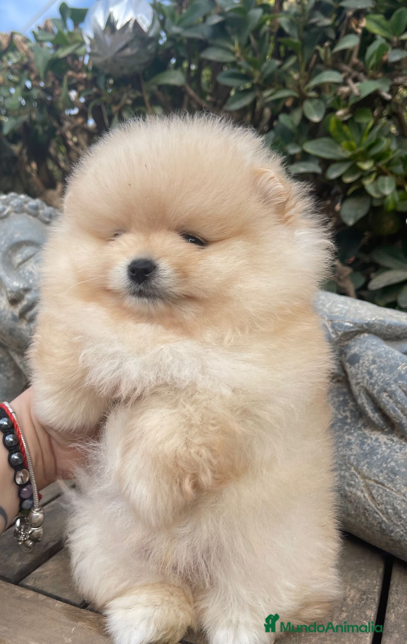 Pomerania perros POMERANIA MACHO CREMA en Málaga - Anuncio 23