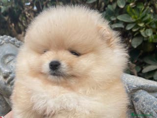 Pomerania perros POMERANIA MACHO CREMA en Málaga - Anuncio 7