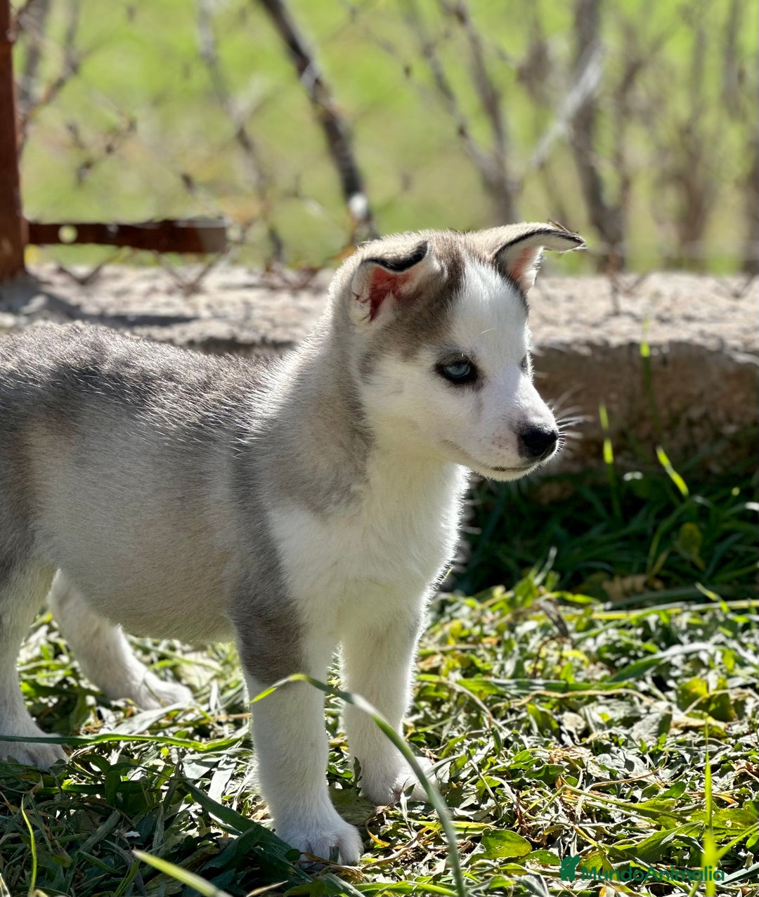 Husky Siberiano perros en venta: HUSKY GRIS OJOS AZULES NACIONAL en Barcelona - Imagen 6