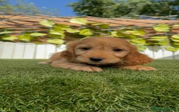 Otras razas perros en venta: Cockapoo hembra - Imagen 12