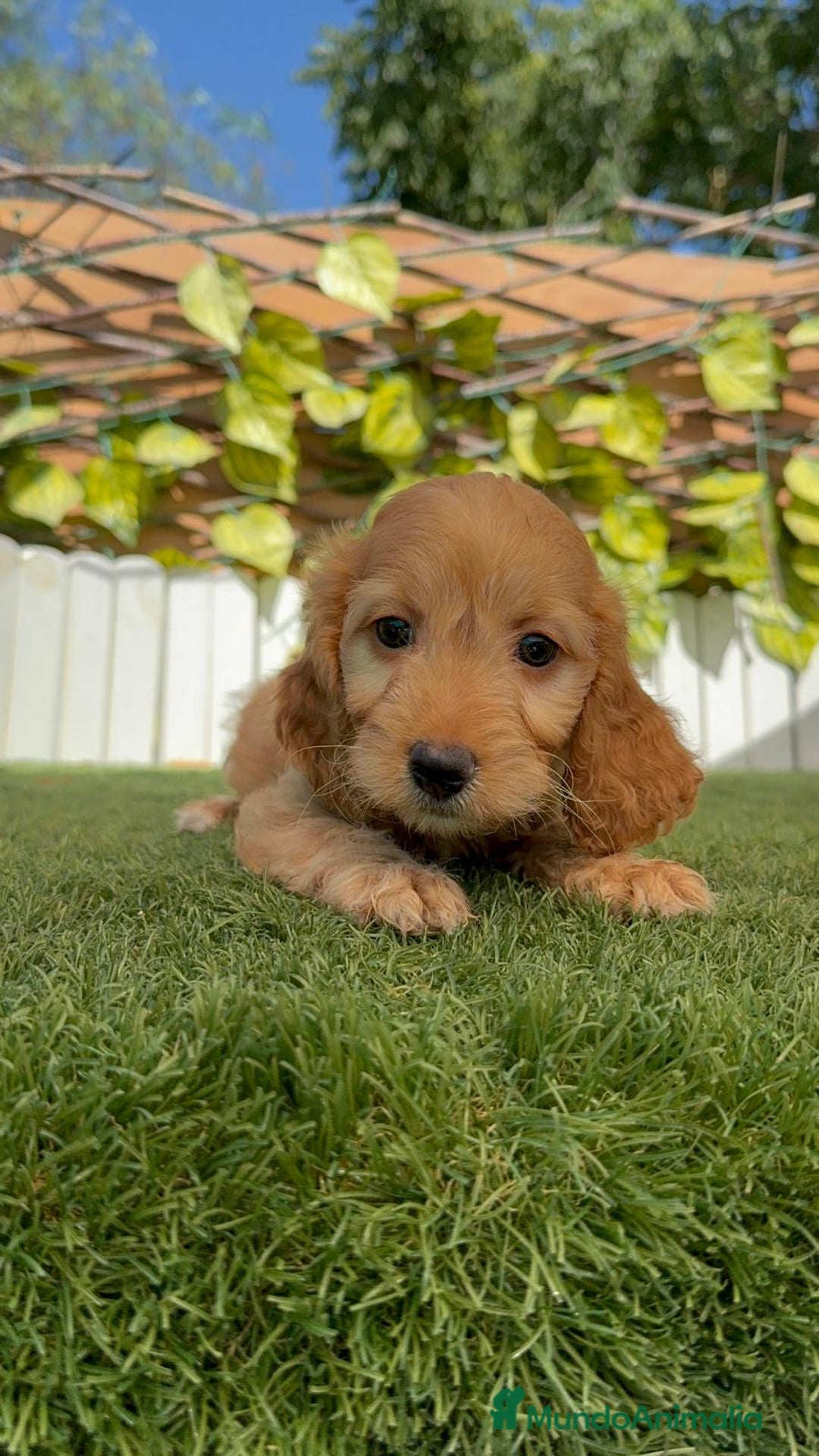 Otras razas perros en venta: Cockapoo hembra - Imagen 12