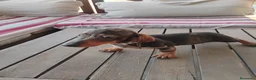 Teckel Miniatura perros en venta: Cachorro macho teckel arlequín  - Anuncio 3