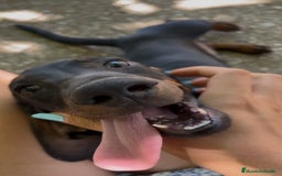 Teckel perros en venta: Teckel macho  - Imagen 1