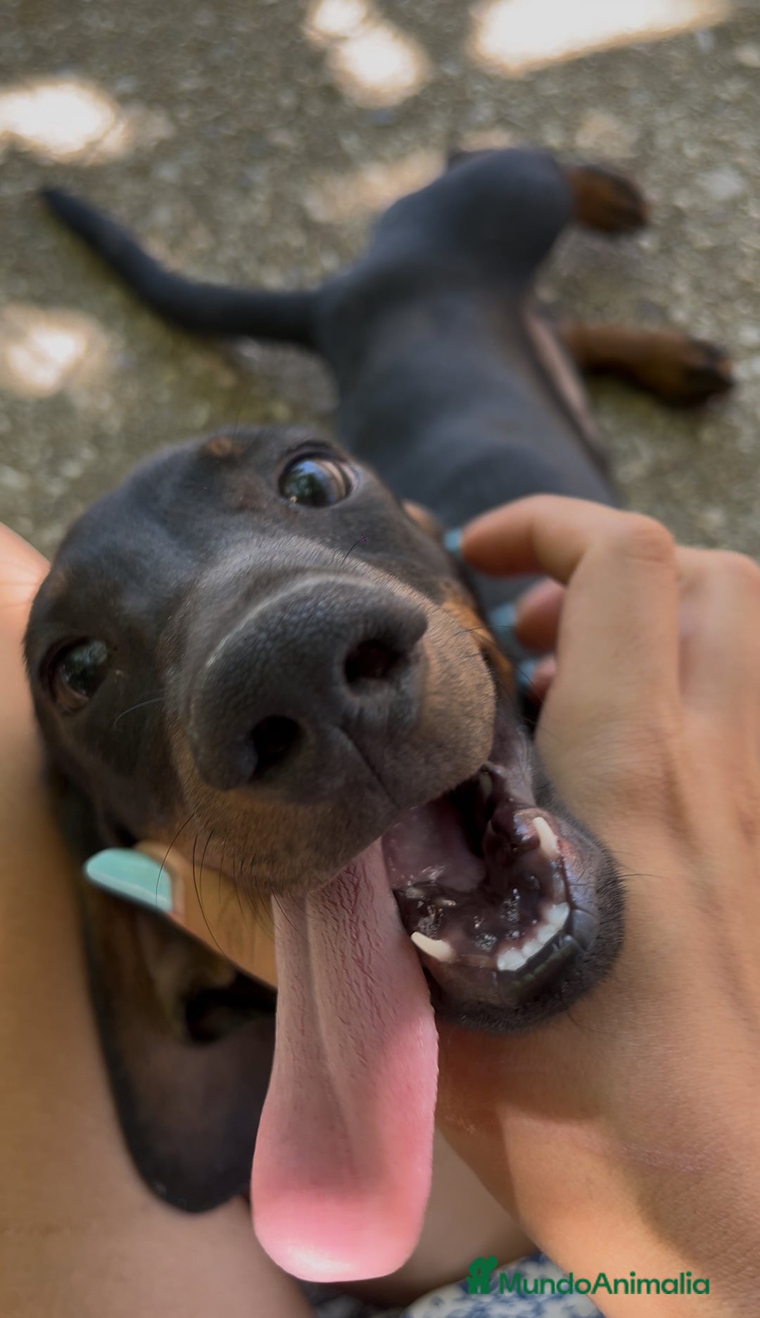 Teckel perros en venta: Teckel macho  - Imagen 1