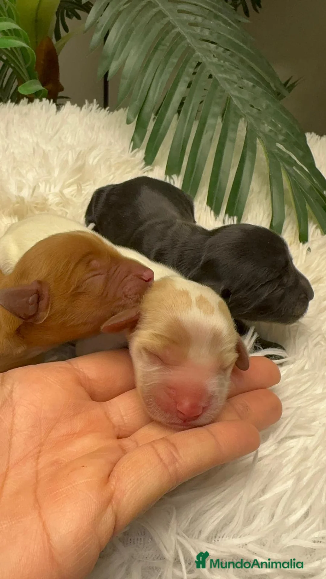 Cocker Spaniel Inglés perros en venta: COCKER SPANIEL INGLES - Anuncio 11