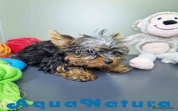 Yorkshire Terrier perros en venta: Yorkshire Macho CJMM 2435 AQUANATURA - Imagen 6
