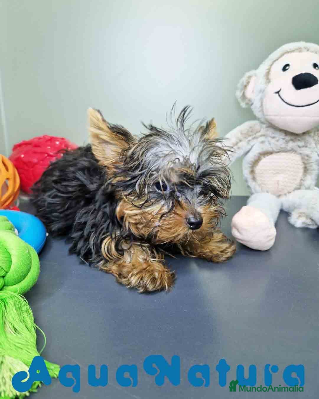 Yorkshire Terrier perros en venta: Yorkshire Macho CJMM 2435 AQUANATURA - Imagen 6