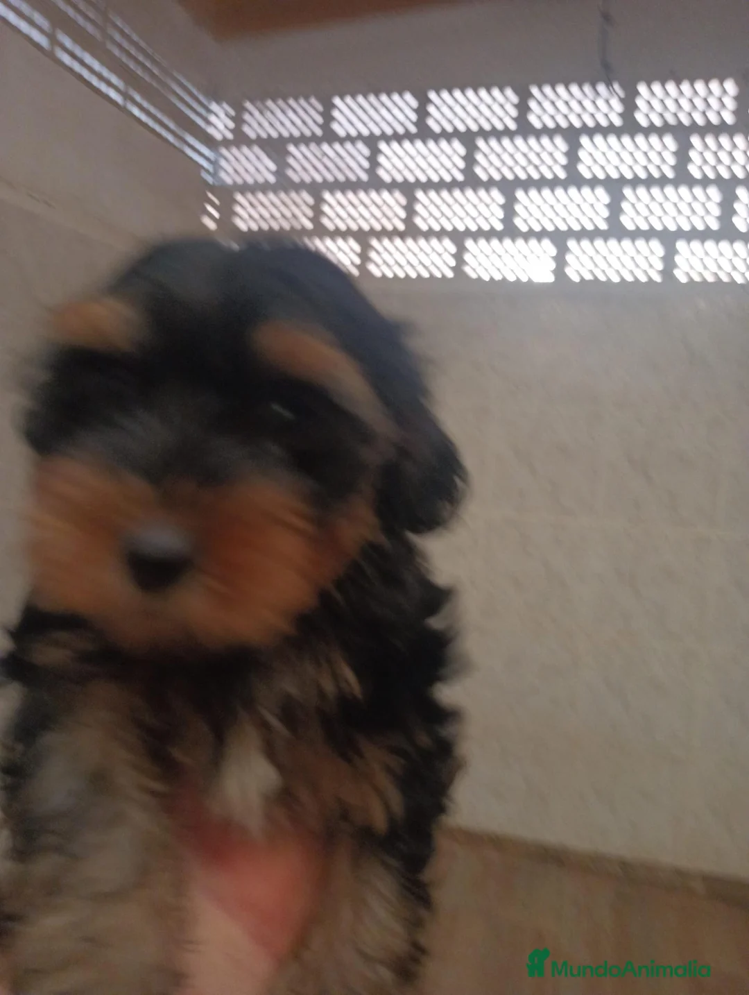 Yorkshire Terrier perros en venta: Yorkshire toy - Anuncio 1