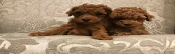 Caniche Toy perros en venta: CANICHE TOY en La Coruña - Anuncio 4