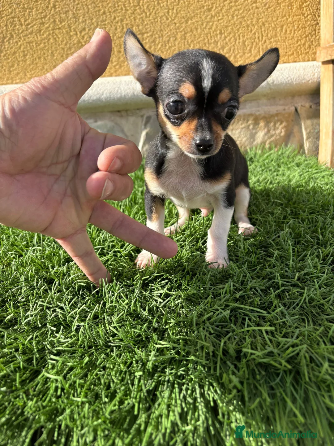 Chihuahua perros en venta: Chihuahua macho chihuahua toy tricolor  - Anuncio 6