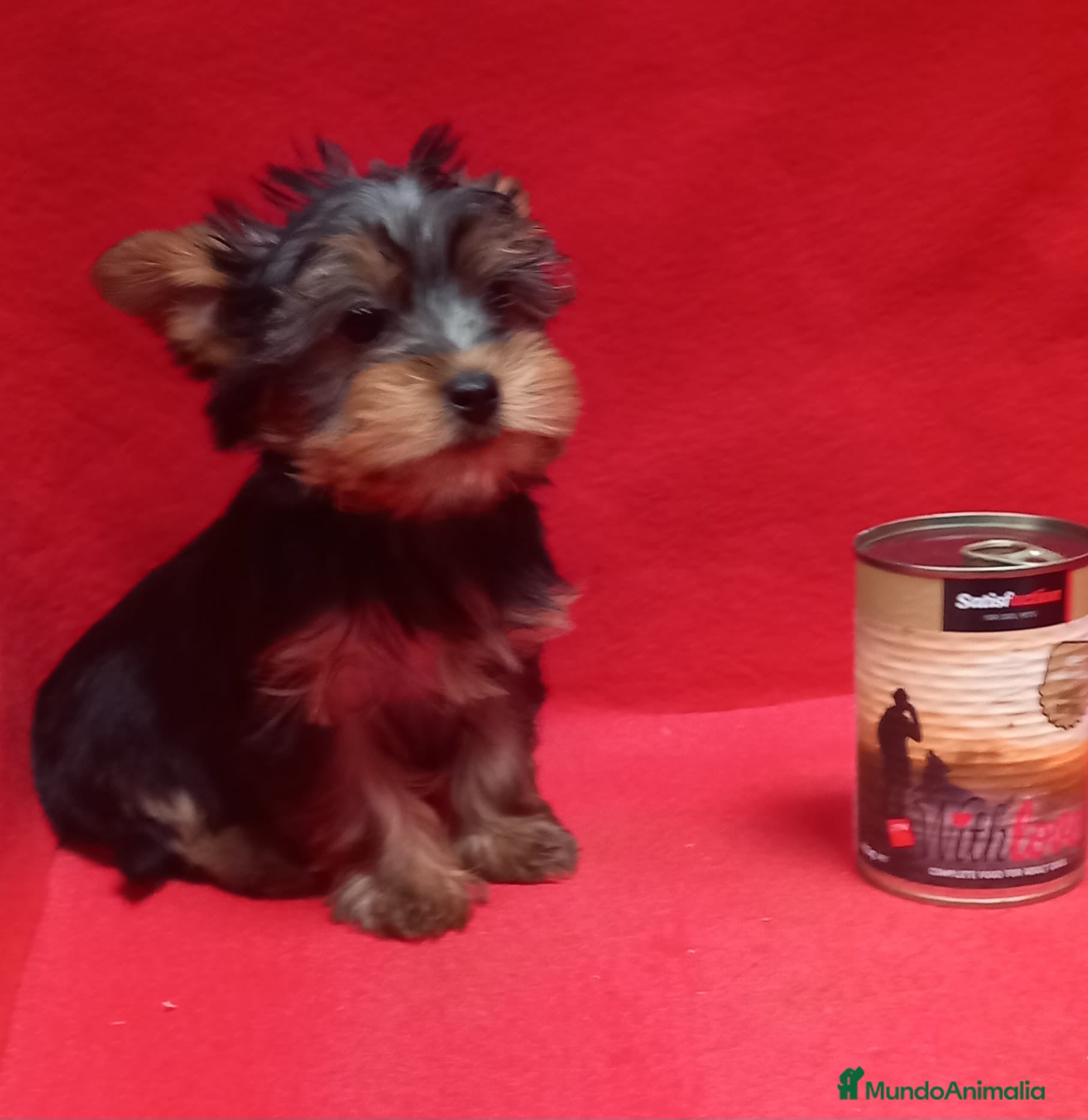 Yorkshire Terrier perros Yorkshire terrier Toy hembra preciosa  - Anuncio 12