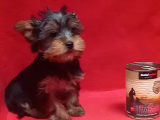 Yorkshire Terrier perros Yorkshire terrier Toy hembra preciosa - Anuncio 11