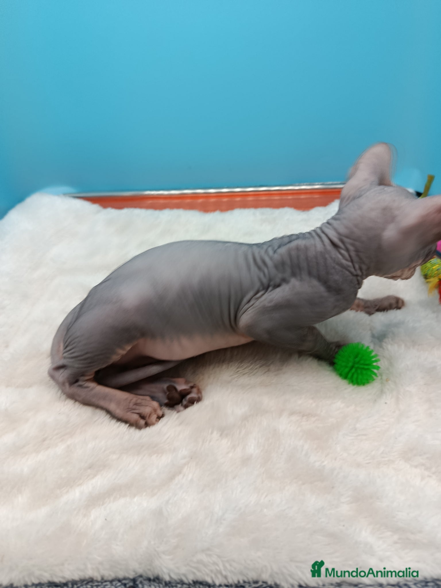Sphynx gatos en venta: Parejita de Sphynx  - Anuncio 17