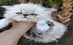 Persa gatos en venta: Hembra persa americana  - Imagen 2