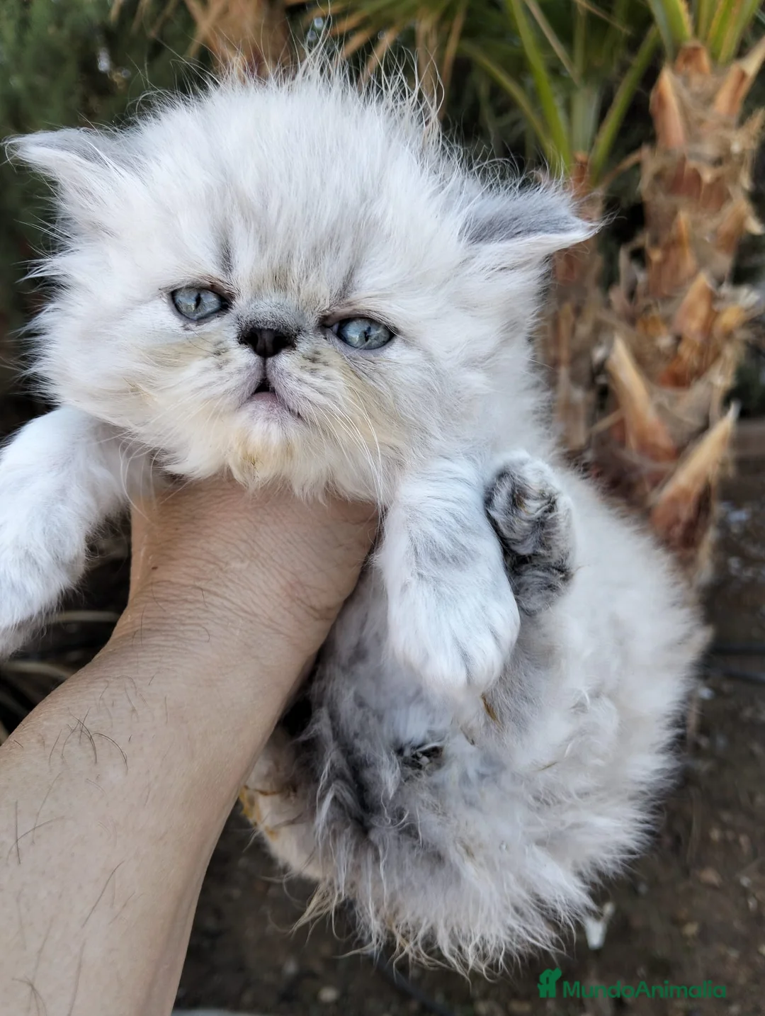 Persa gatos en venta: Hembra persa americana  - Anuncio 2