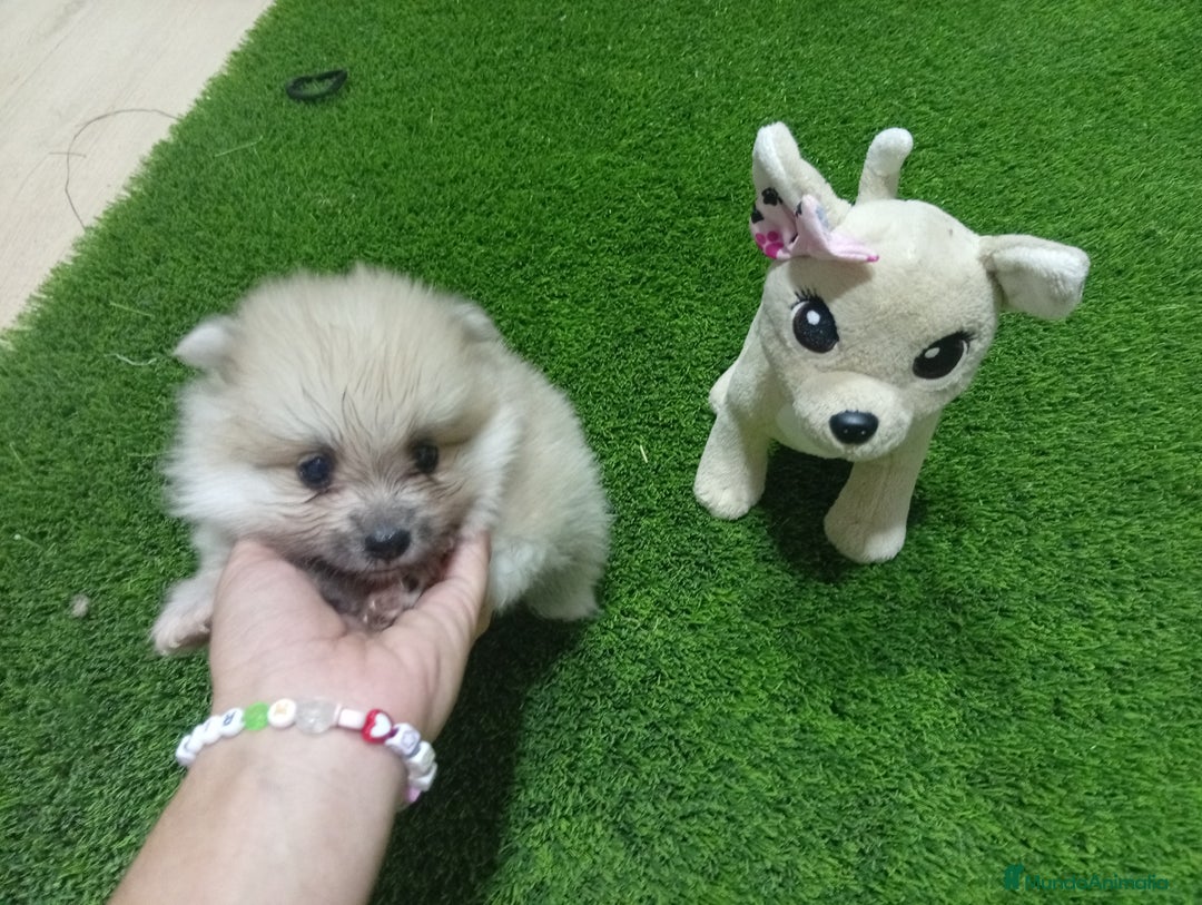 Pomerania perros en venta: PRECIOSA PAREJA DE POMERANIA  - Imagen 2