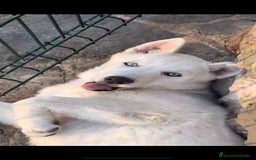 Husky Siberiano perros en venta: Cachorra de husky  - Imagen 1