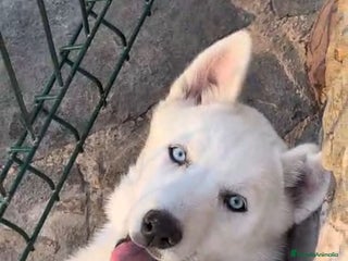 Husky Siberiano perros - Anuncio 1