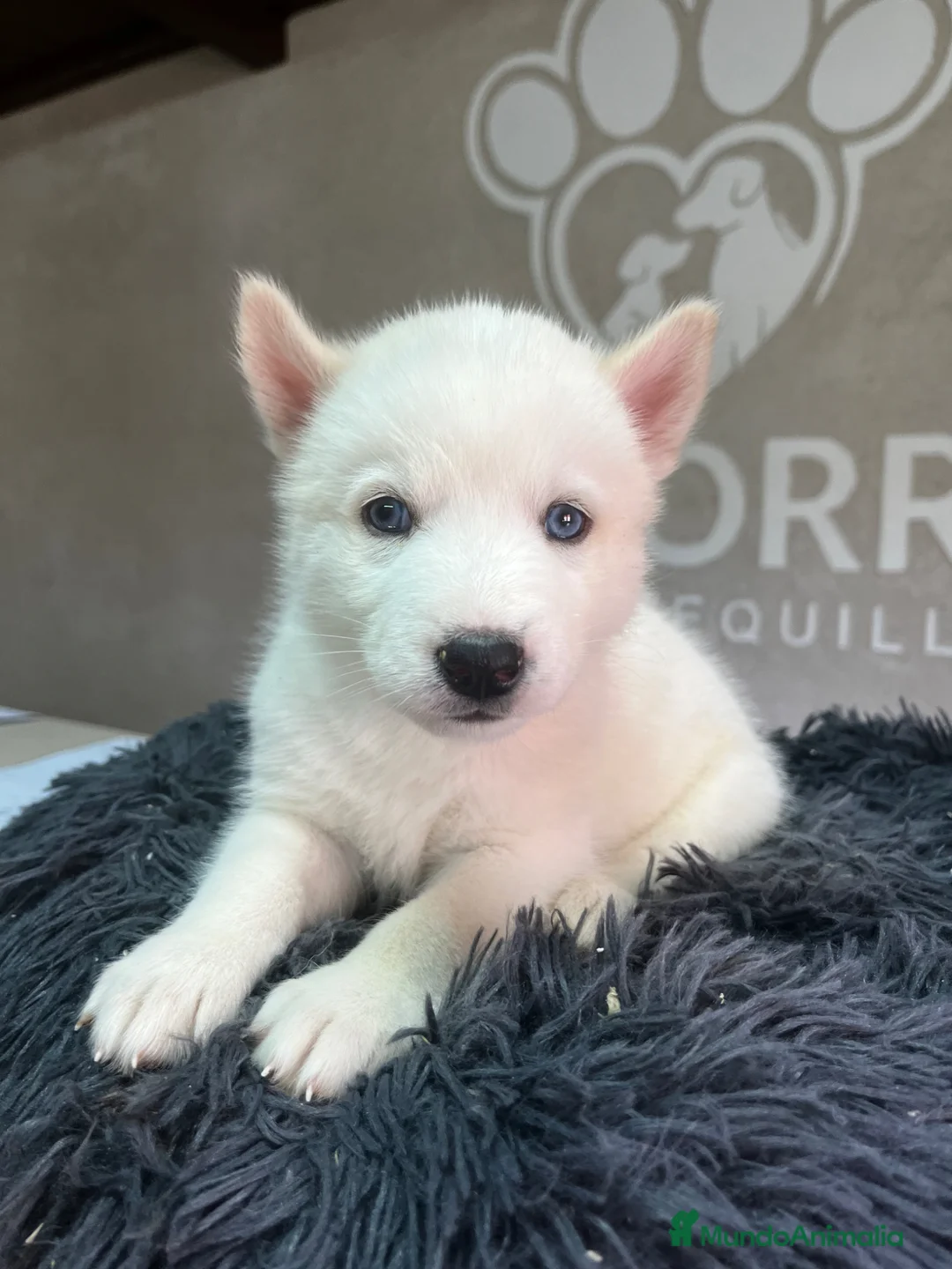 Husky Siberiano perros en venta: Husky siberiano  - Anuncio 1