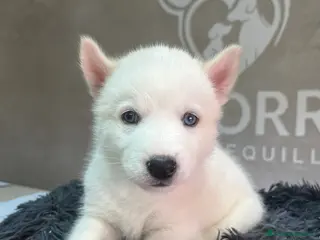 Husky Siberiano perros Husky siberiano - Anuncio 1