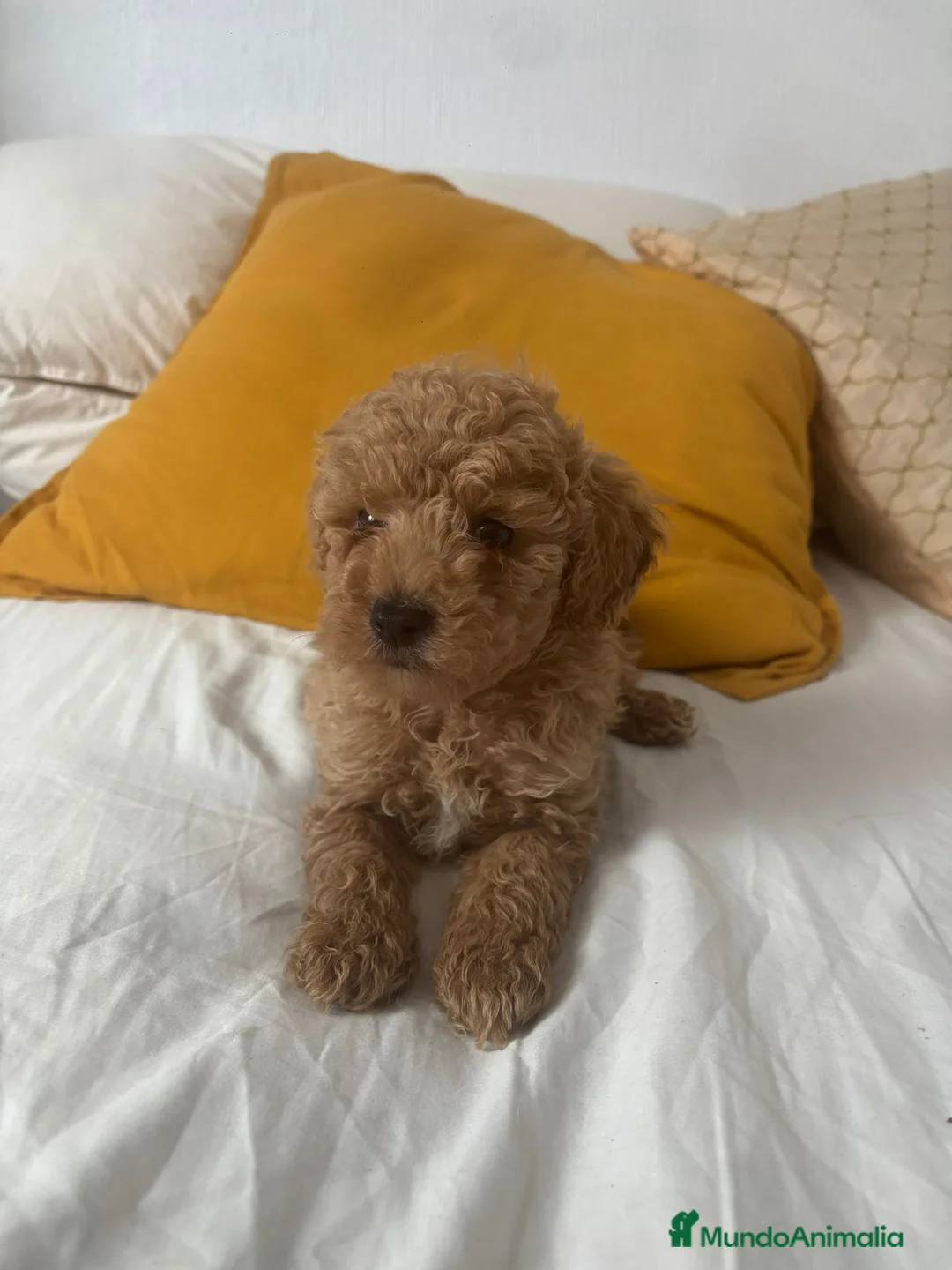 Caniche Toy perros en venta: Caniche toy  - Anuncio 1