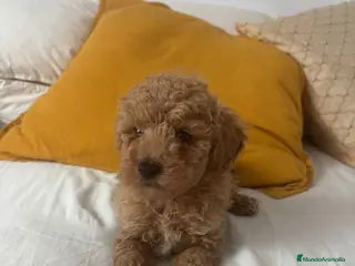 Caniche Toy perros Caniche toy - Anuncio 1