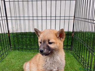 Shiba Inu perros SHIBA INU - Anuncio 16