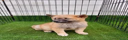 Shiba Inu perros en venta: SHIBA INU  - Anuncio 1