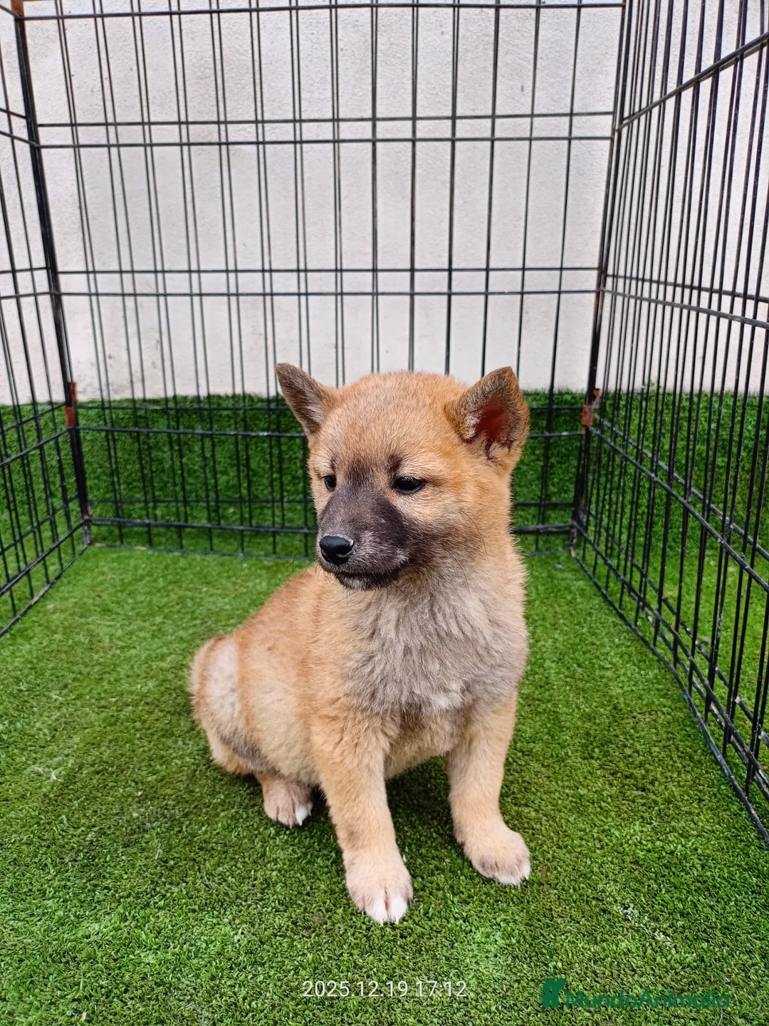 Shiba Inu perros en venta: SHIBA INU  - Anuncio 1