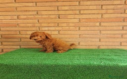 Caniche Toy perros en venta: Caniches toy  - Imagen 6