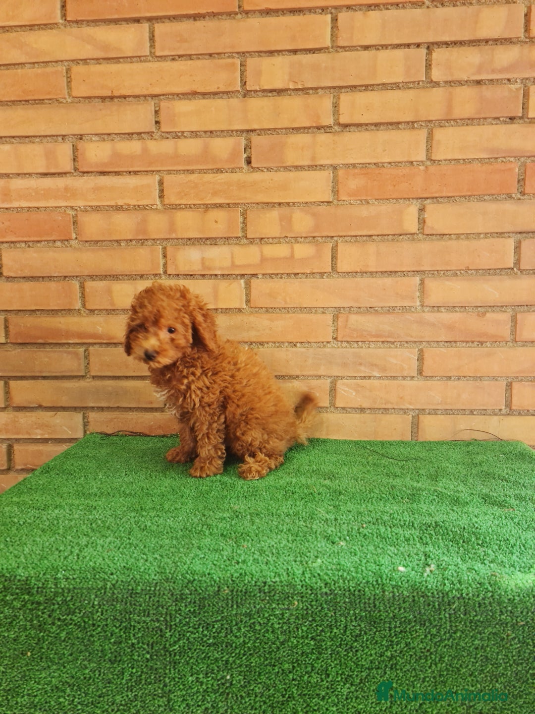 Caniche Toy perros en venta: Caniches toy  - Imagen 6