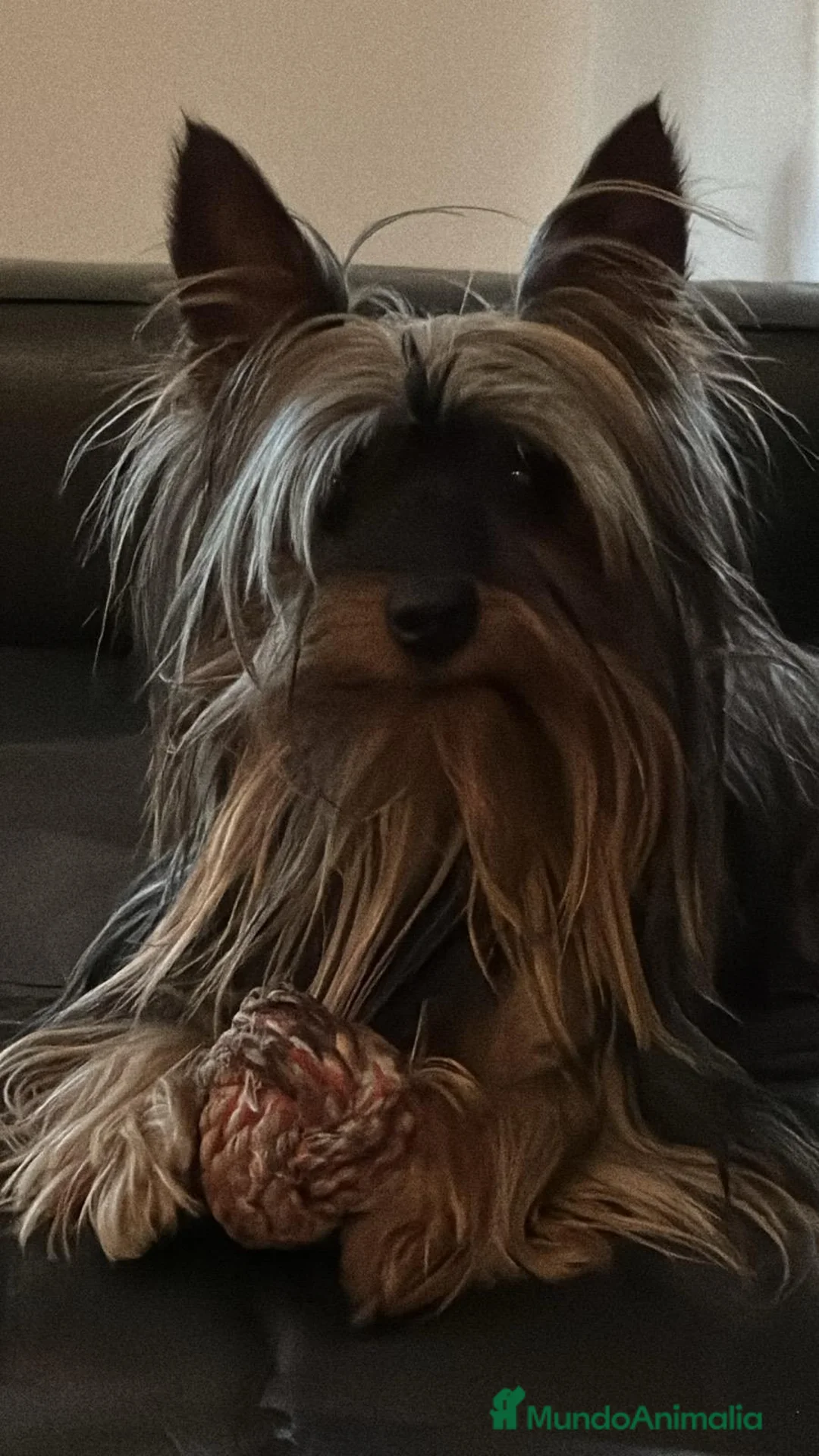 Yorkshire Terrier perros en venta: Yorkshire Toy - Anuncio 9