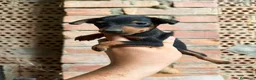 Pinscher Miniatura perros en venta: MINIPINCHER - PINCHER MINIATURA - Anuncio 2
