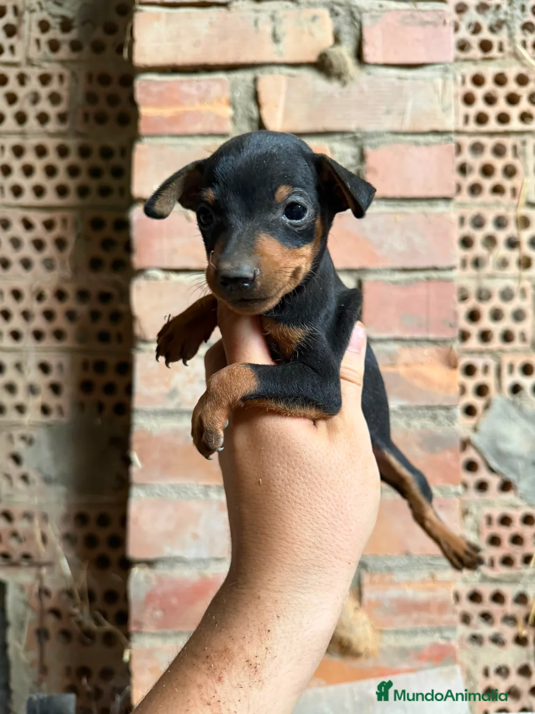 Pinscher Miniatura perros en venta: MINIPINCHER - PINCHER MINIATURA - Anuncio 2