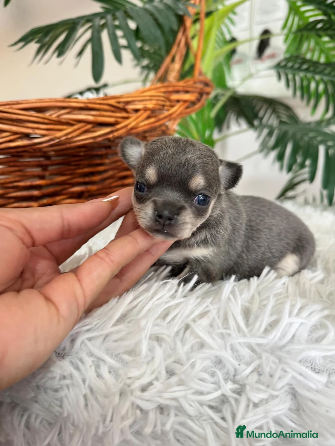Chihuahua perros en venta: CHIHUAHUA BLUE - Anuncio 2