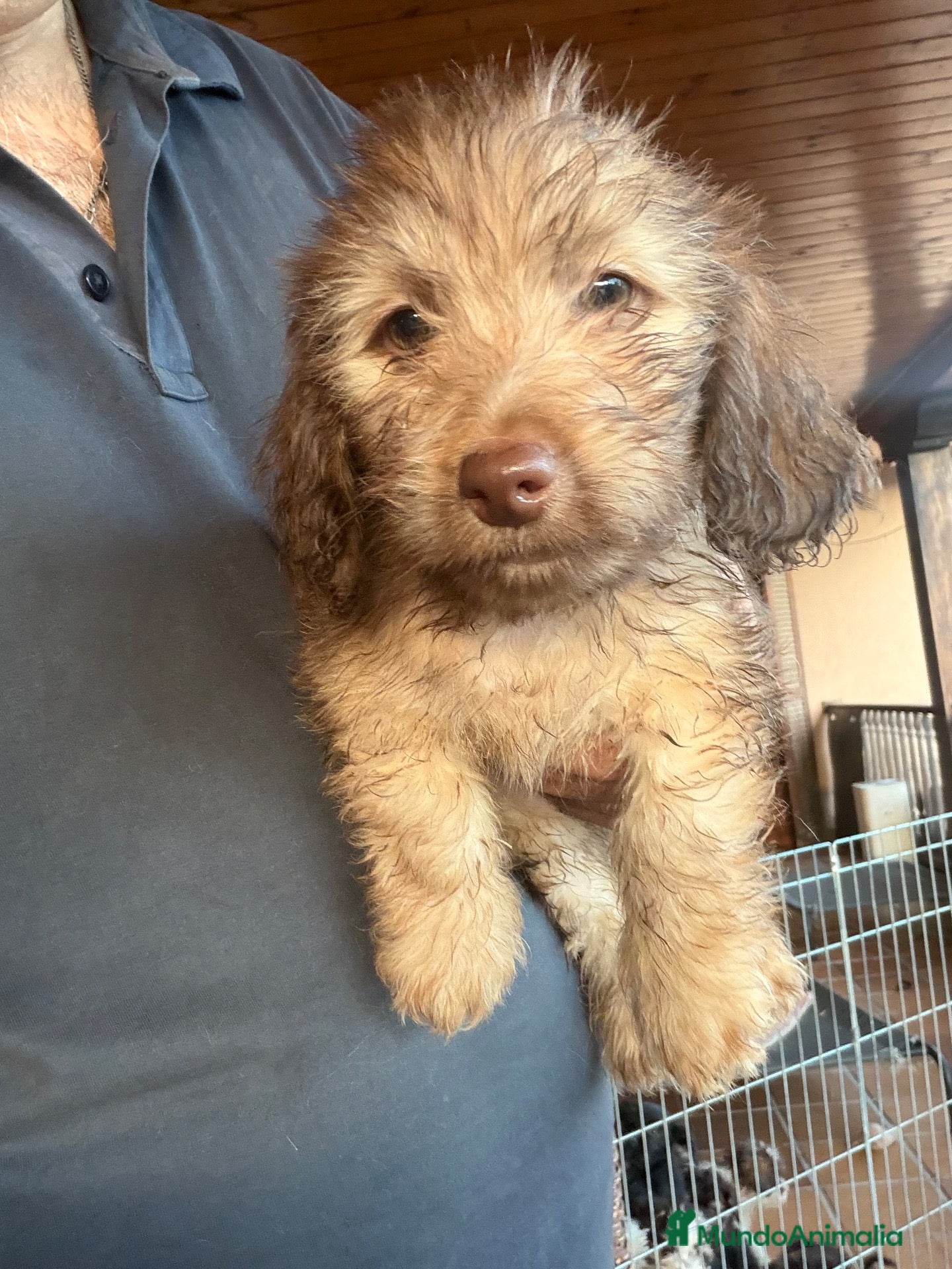 Raza Mixta perros Precioso cruce Teckel y Bichon maltes - Anuncio 1