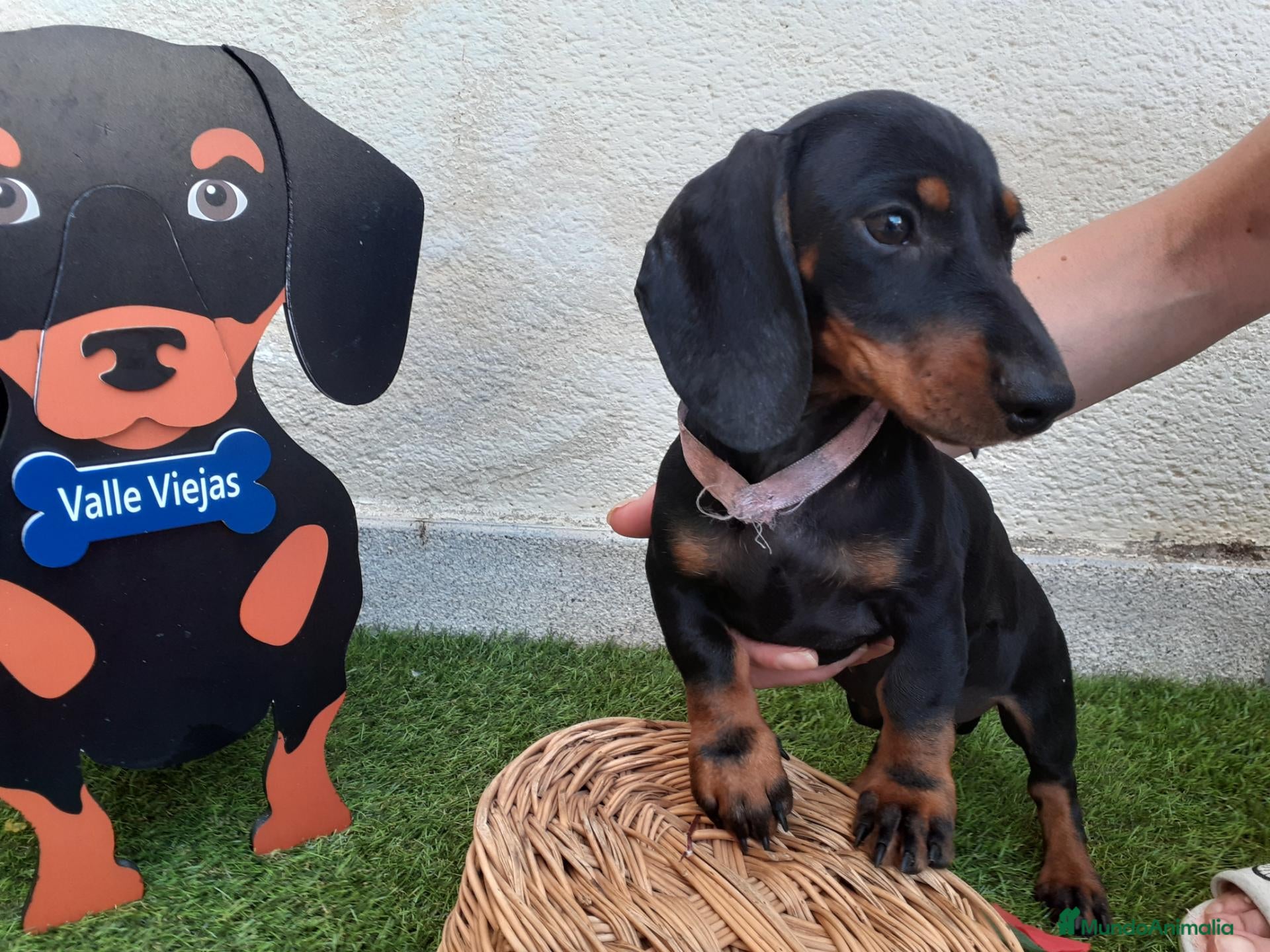 Teckel perros Preciosos Teckel negro fuego  - Anuncio 1