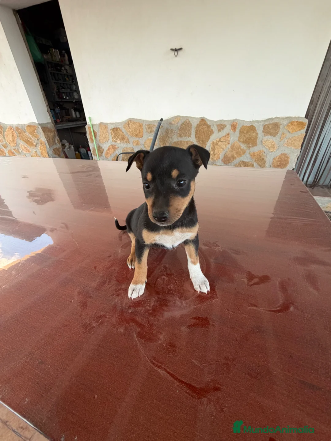 Raza Mixta perros en venta: Cachorritos mestizos de pinscher - Anuncio 2