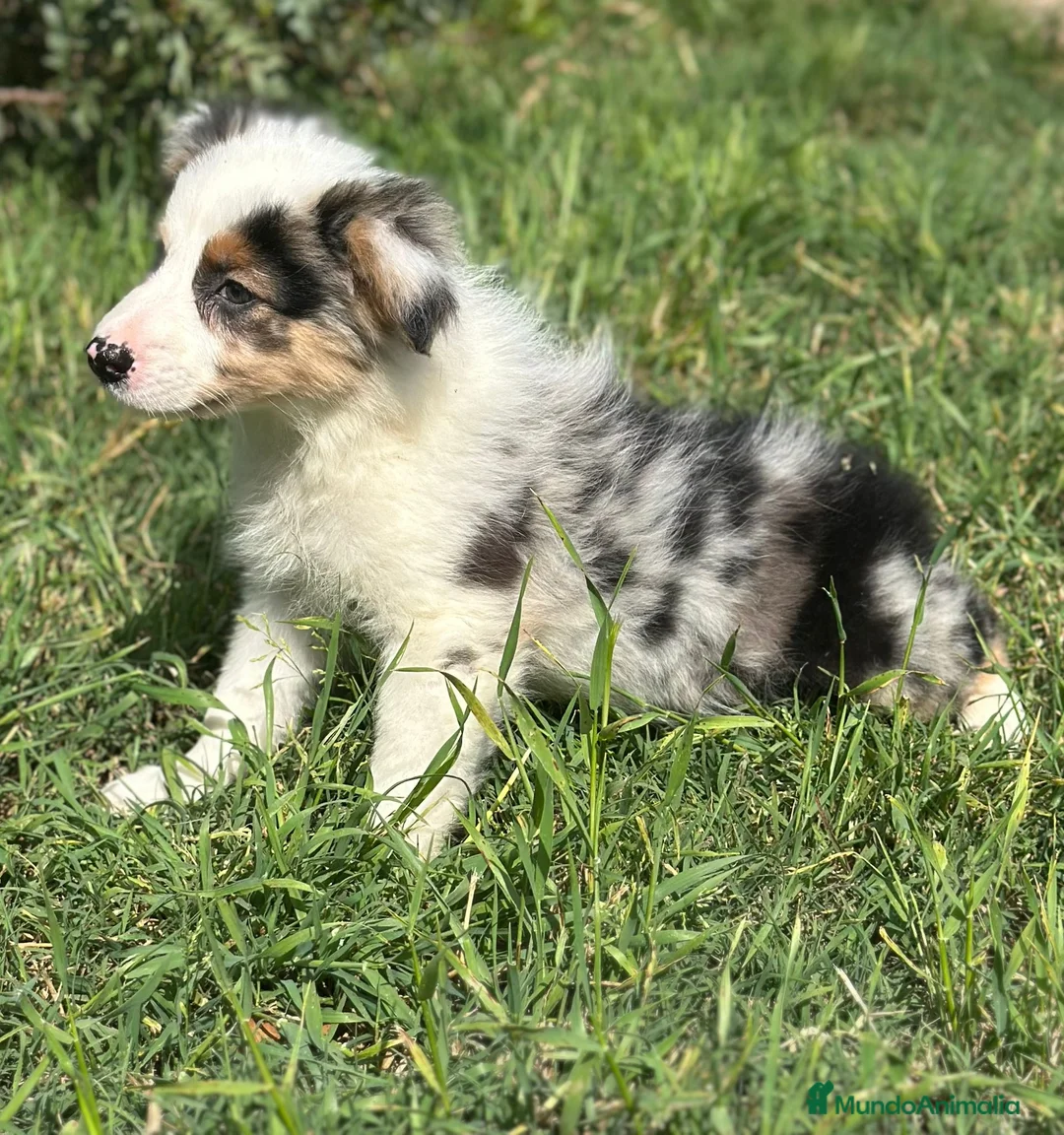 Border Collie perros en venta: Border collie - Anuncio 2