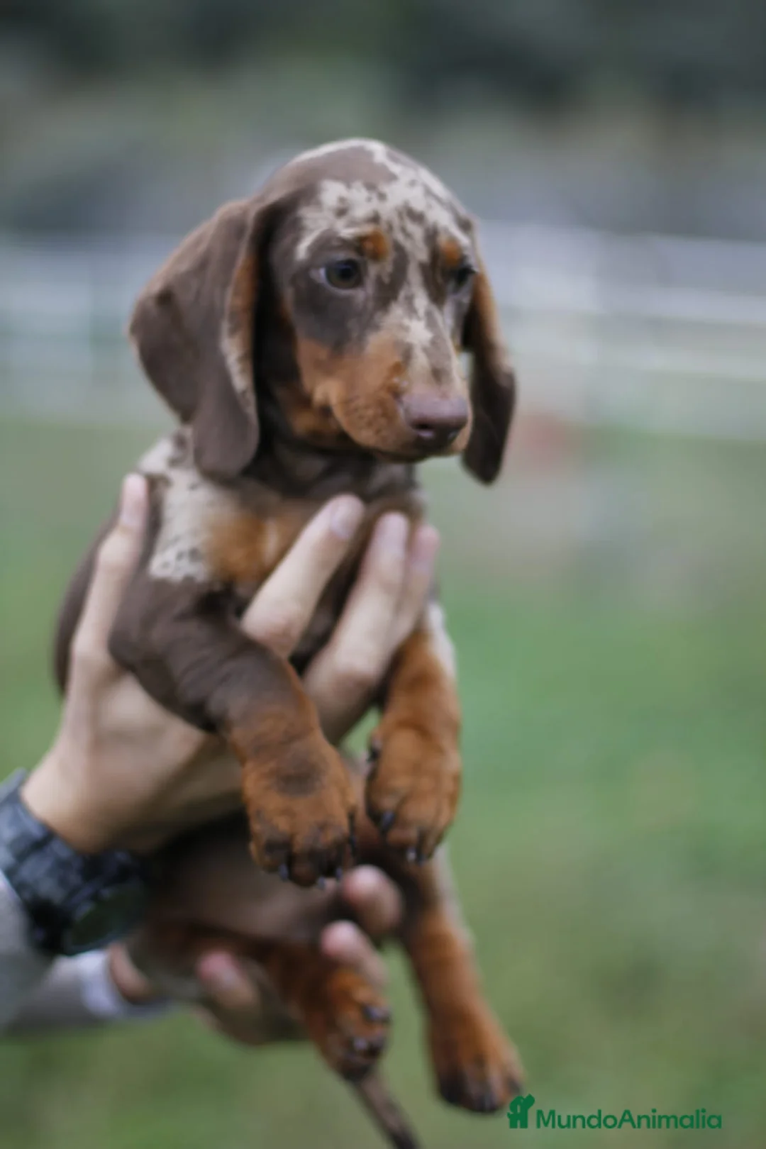 Imagen de galería {{count}}