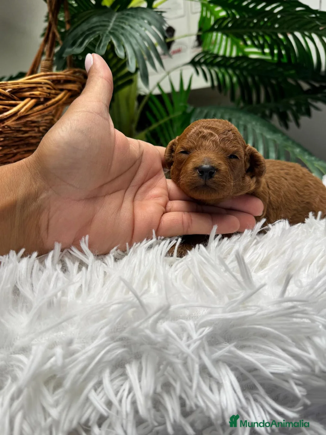 Caniche Toy perros en venta: CANICHE ROJO MACHO - Anuncio 2