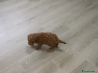 Caniche Toy perros CANICHE MACHO TOY - Anuncio 10