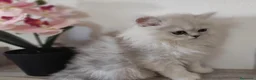 Persa gatos en venta: Persas chinchilla  - Anuncio 12