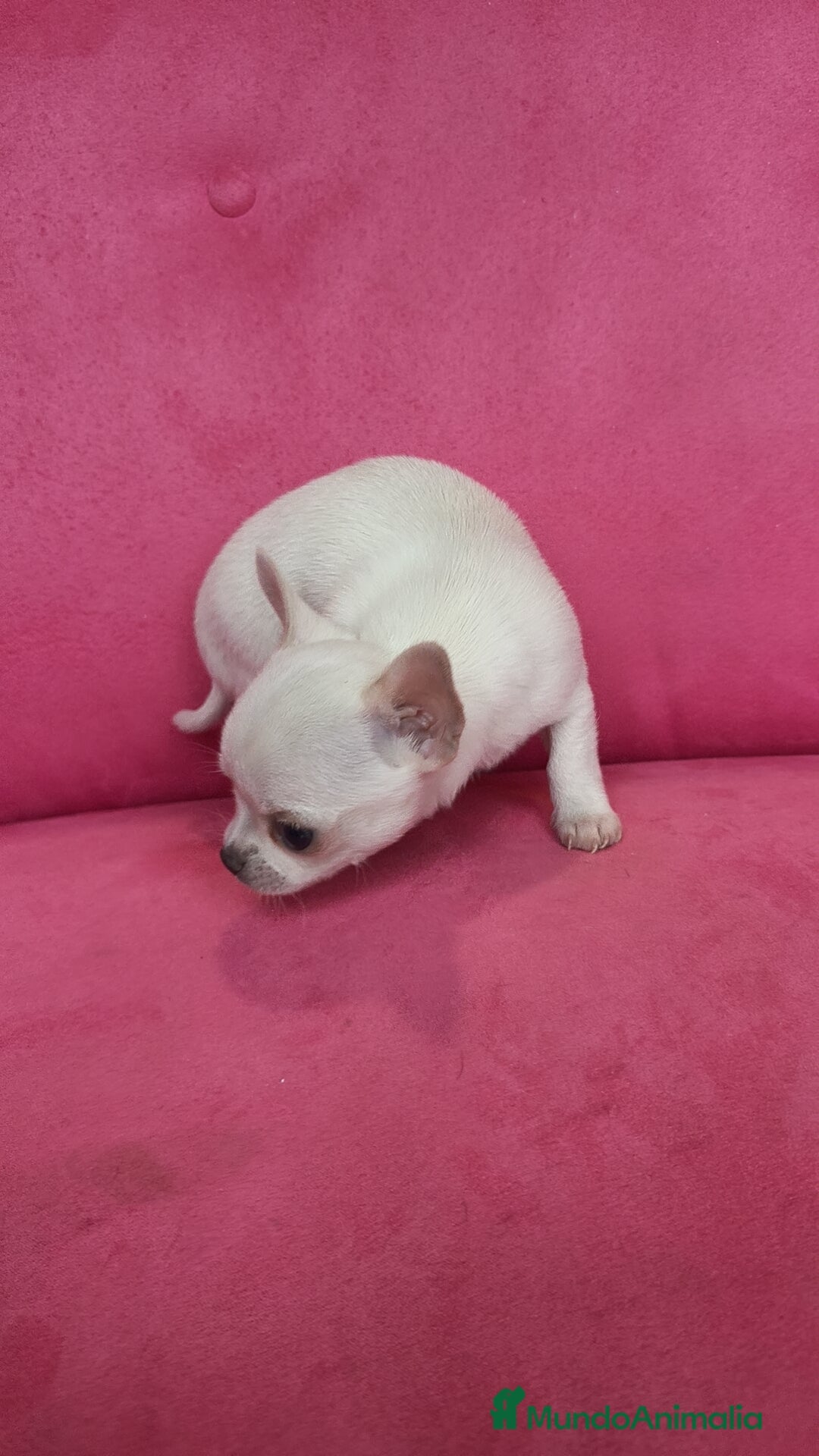 Chihuahua perros en venta: Chihuahuas Toy  - Anuncio 4