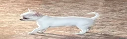 Chihuahua perros en venta: Cachorros de Chihuahuas en Caraby - Anuncio 12