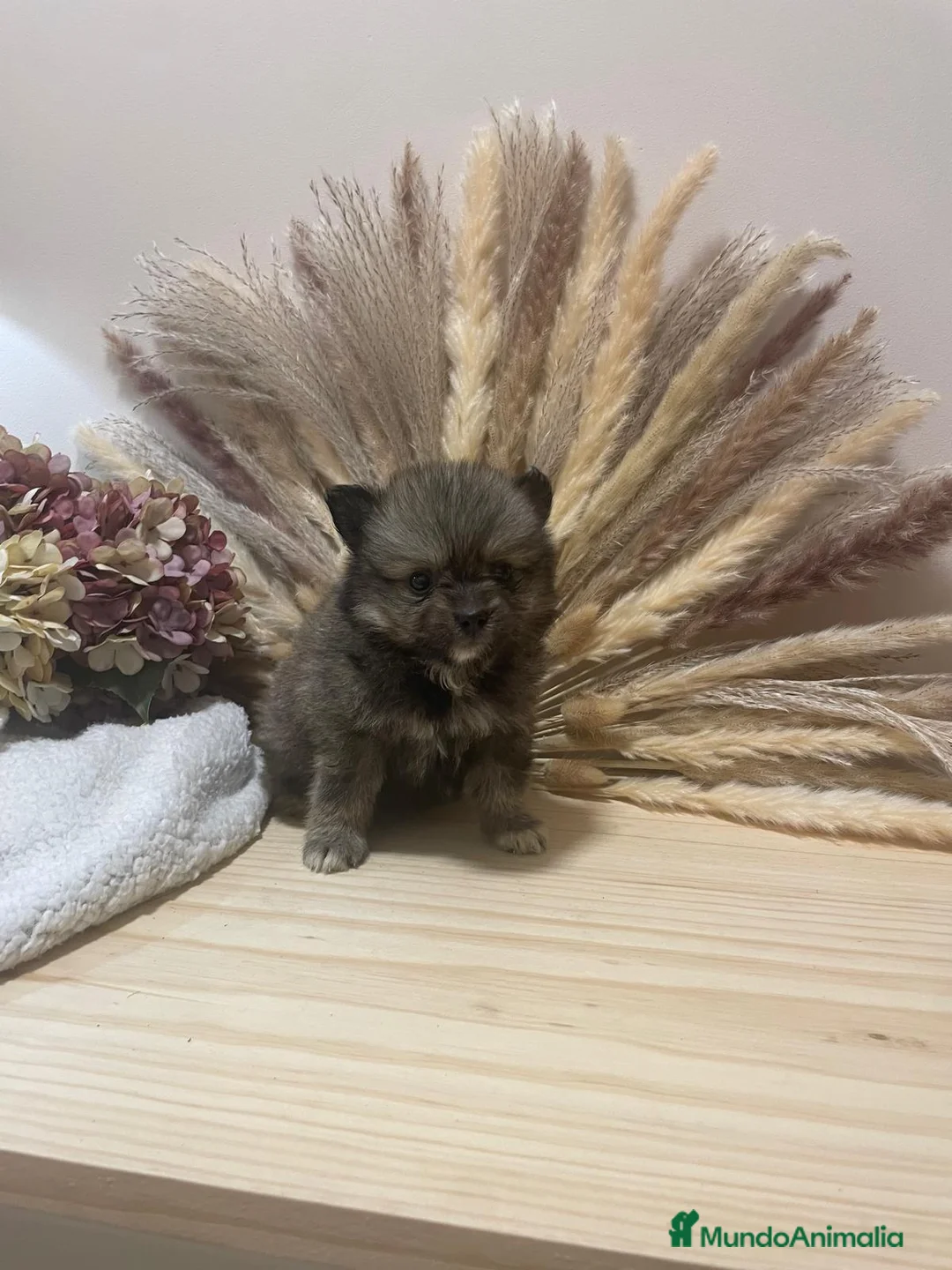 Pomapoo perros en venta: pomapoo toy - Anuncio 1