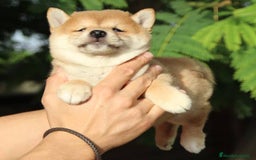 Shiba Inu perros en venta: shiba inu Rojos Y Negros Preciosos  - Anuncio 1