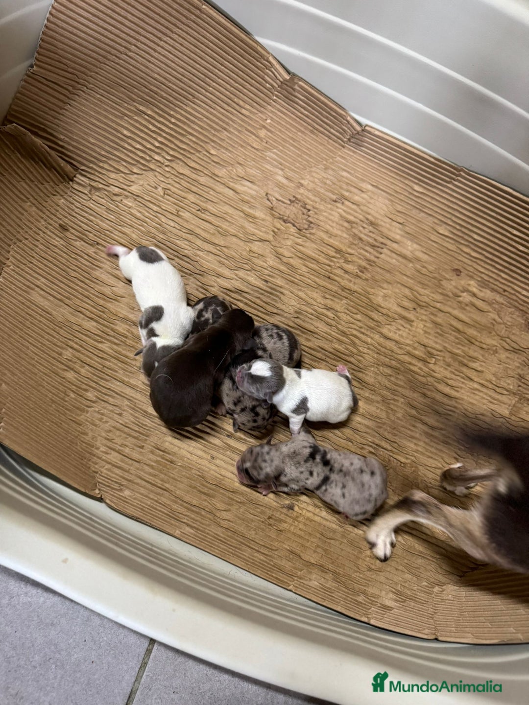 Chihuahua perros en venta: CHIHUAHUA MINITOY EXÓTICO  - Imagen 5