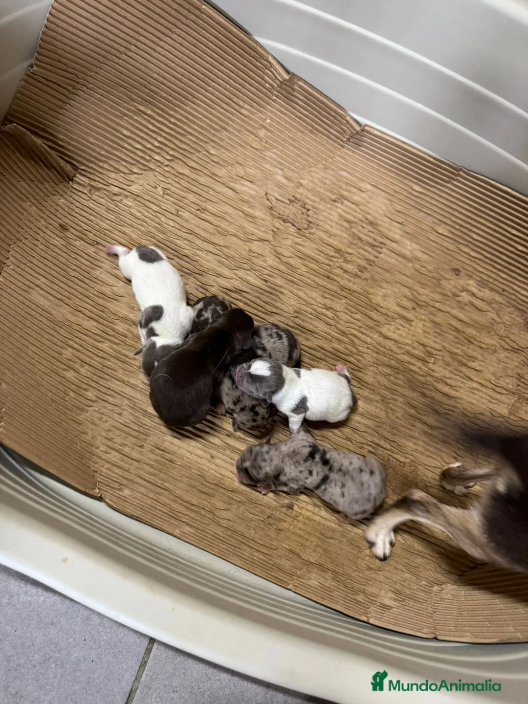 Chihuahua perros en venta: CHIHUAHUA MINITOY EXÓTICO  - Anuncio 5