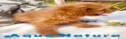 Caniche Toy perros en venta: Havapoo Macho de Haya y Alejo 6888 - AQUANATURA en Barcelona - Anuncio 3